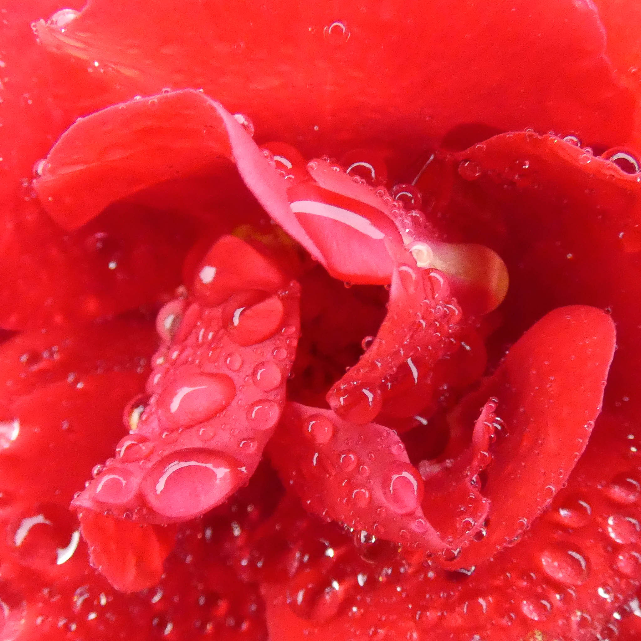 Une photographie macro de l'intérieur d'une rose rouge.