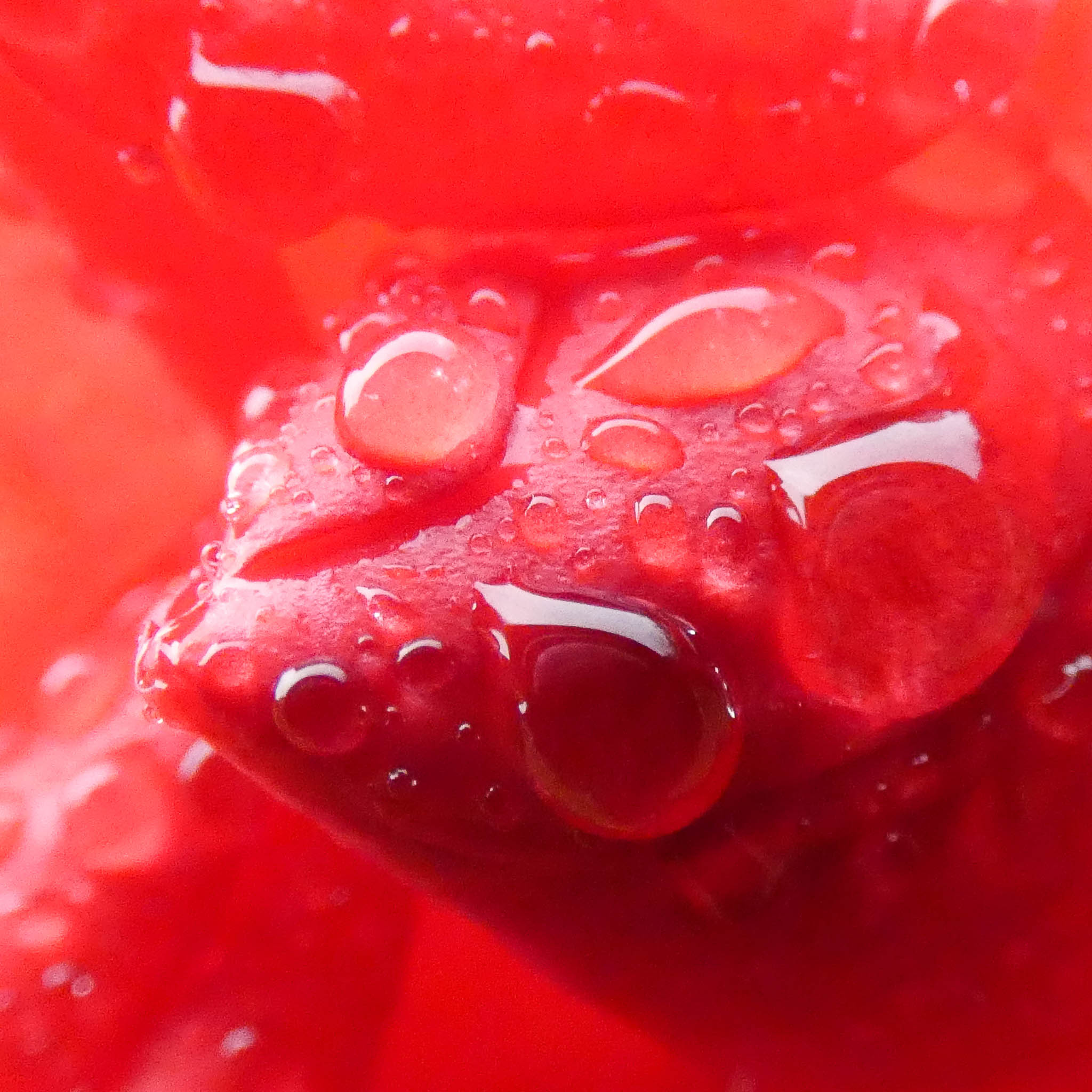Une photographie macro d'un bourgeon de fleur rouge.