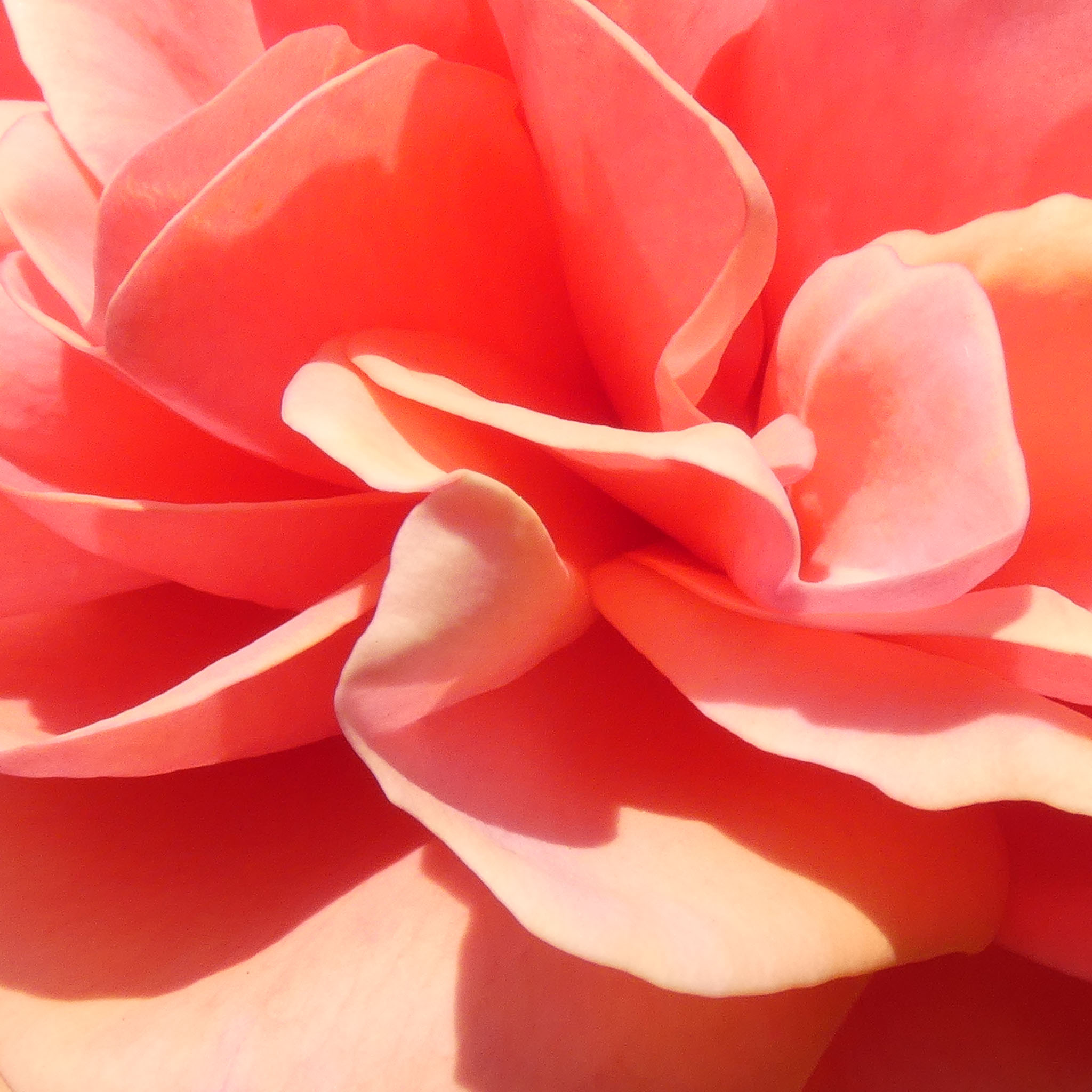 Une photographie macro de pétales de fleurs saumonés.