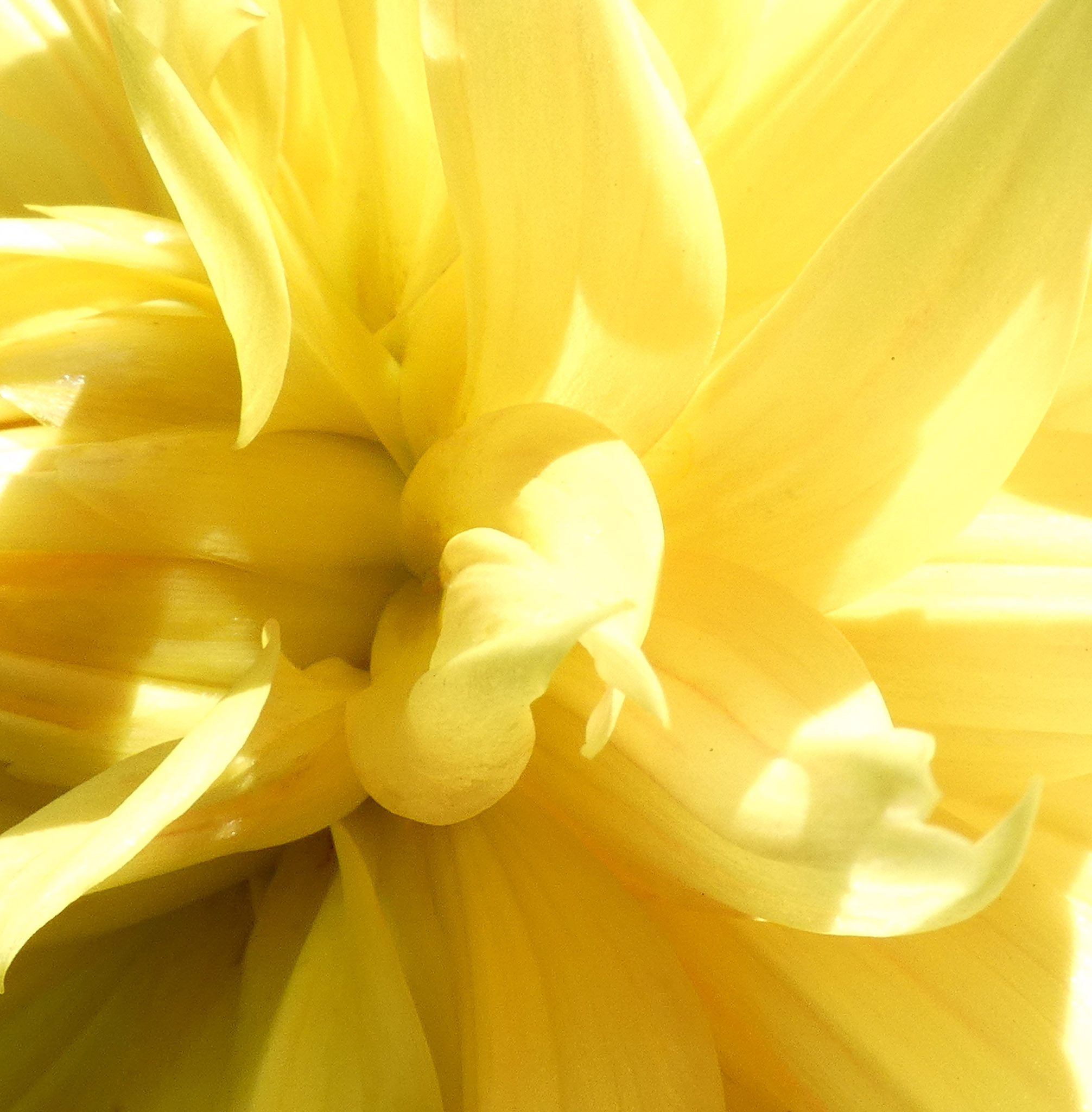Une photographie macro d'une fleur aux pétales jaunes.