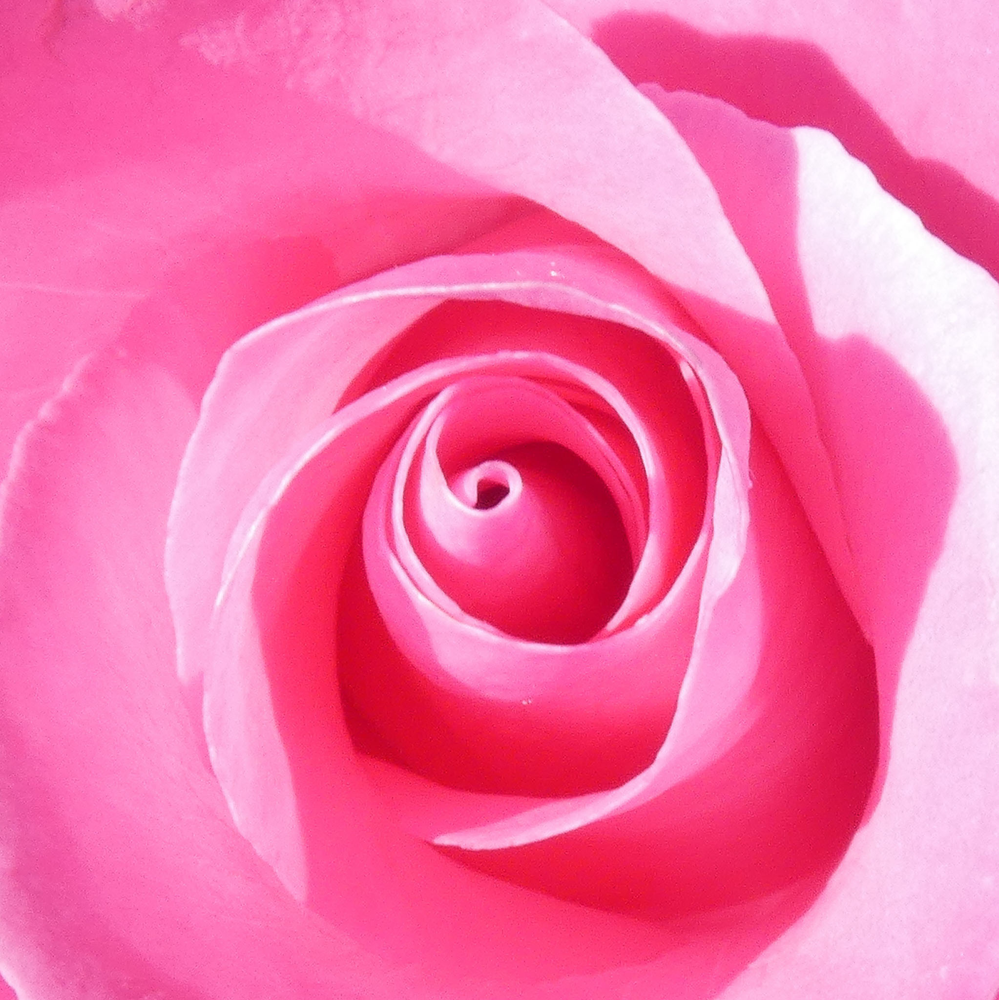 Une photographie macro de l'intérieur d'une rose.